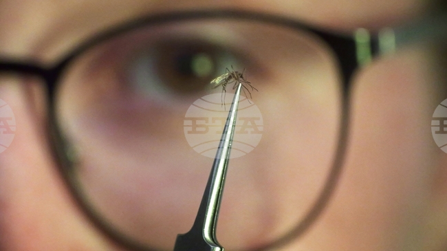 Първи случай на вируса чикунгуня е потвърден в Румъния