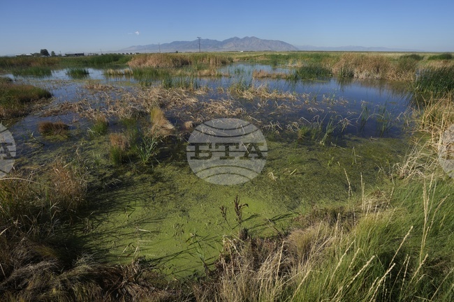 Бобрите допринасят за биоразнообразието на влажните зони, показва изследване