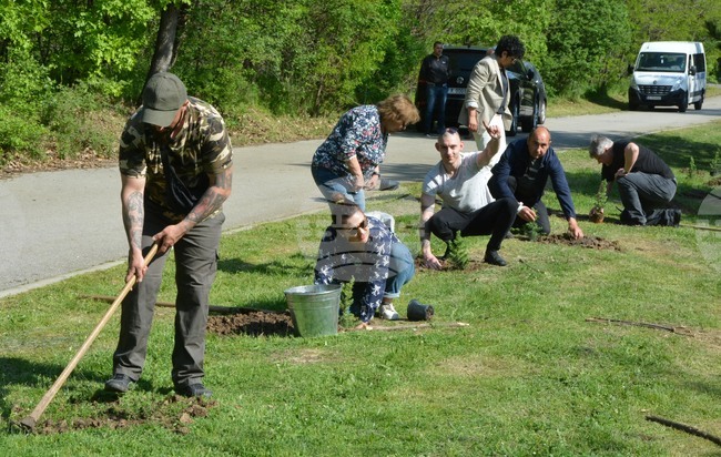 Хасково - алея "Южна пролет" - залесяване
