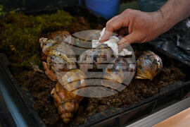 Пловдив - изложба на охлюви