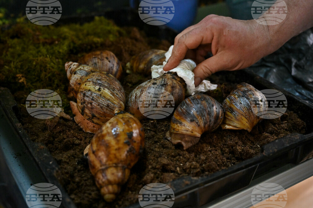 Пловдив - изложба на охлюви