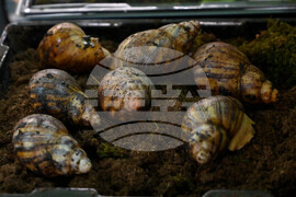 Пловдив - изложба на охлюви