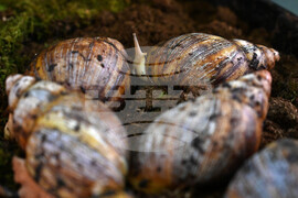 Пловдив - изложба на охлюви