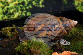 Пловдив - изложба на охлюви