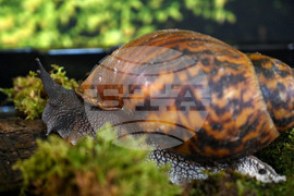 Пловдив - изложба на охлюви