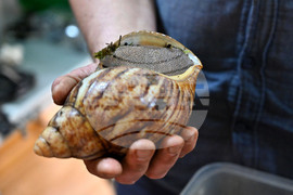 Пловдив - изложба на охлюви