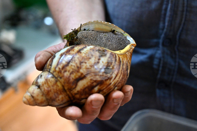 Пловдив - изложба на охлюви