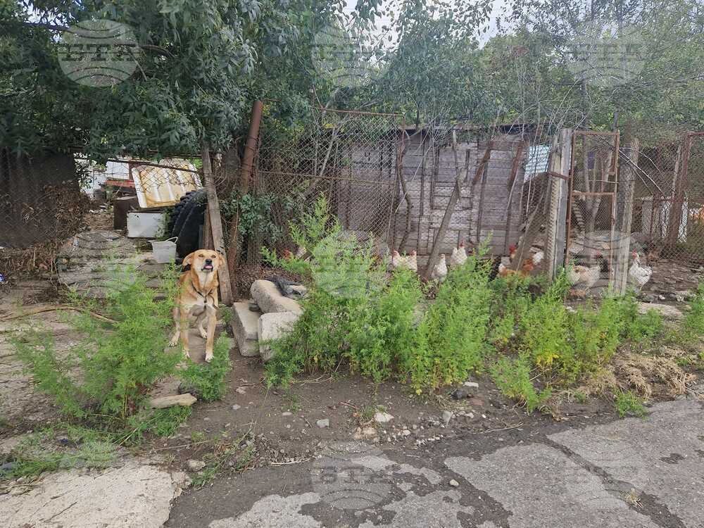 Казанлъшка фондация достави над 650 килограма храна в помощ на животните след наводненията в Царево