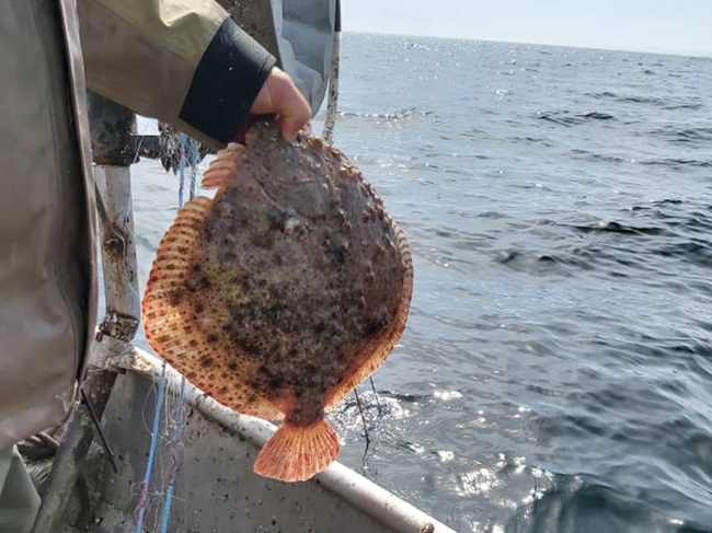 Bulgaria to Have Higher Quota for Catching Turbot, Agriculture Ministry Says