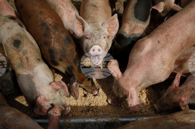 Огнище на африканска чума по свинете е открито в окръг Тимиш, Западна Румъния; девет населени места са поставени под наблюдение