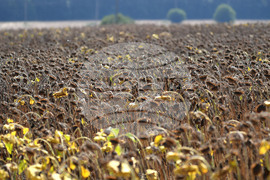Исперих - жътва на слънчоглед