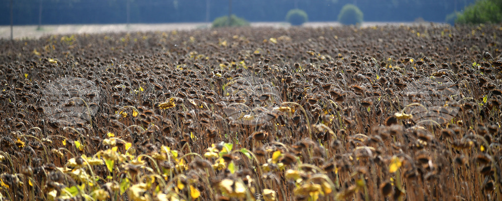 Исперих - жътва на слънчоглед