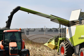 Исперих - жътва на слънчоглед