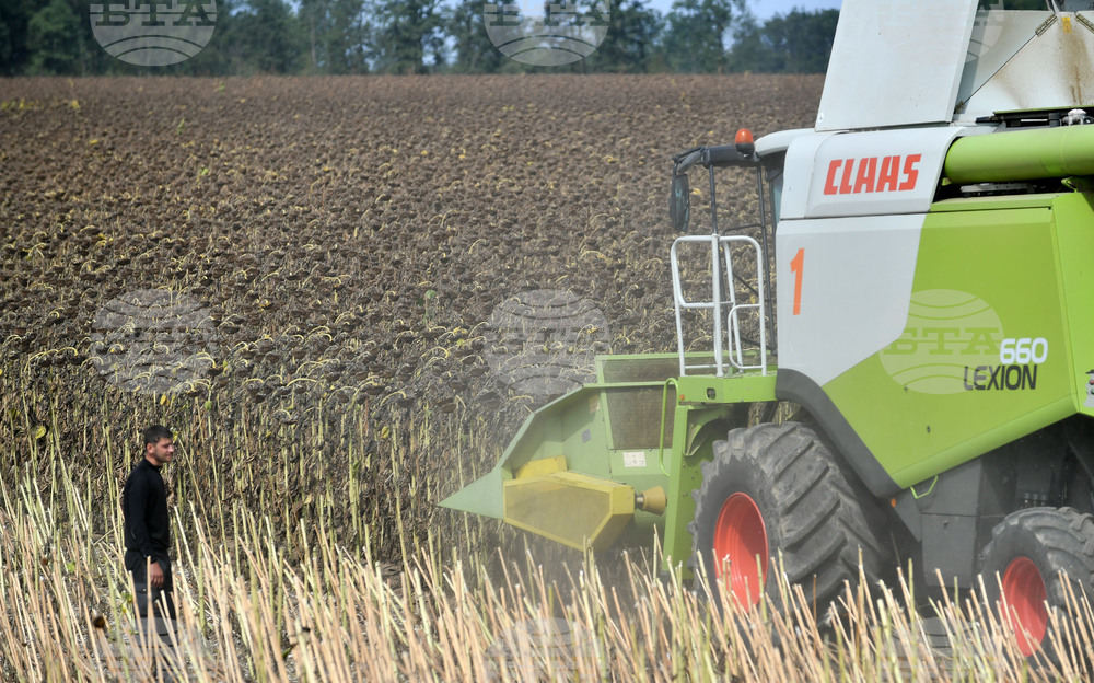 Исперих - жътва на слънчоглед