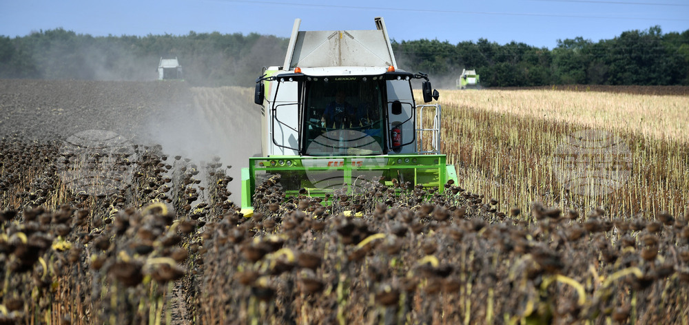 Исперих - жътва на слънчоглед