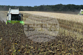 Исперих - жътва на слънчоглед