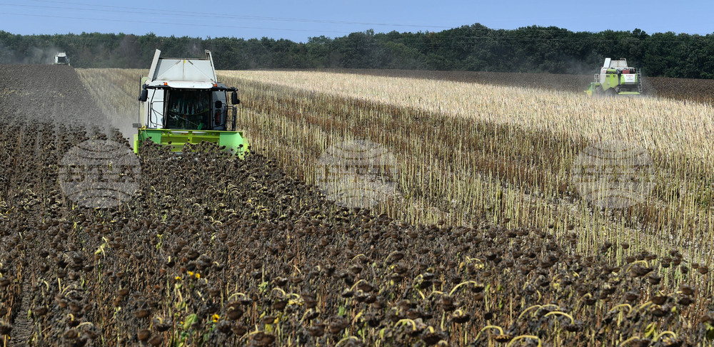 Исперих - жътва на слънчоглед