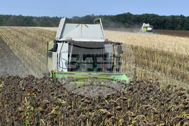 Исперих - жътва на слънчоглед