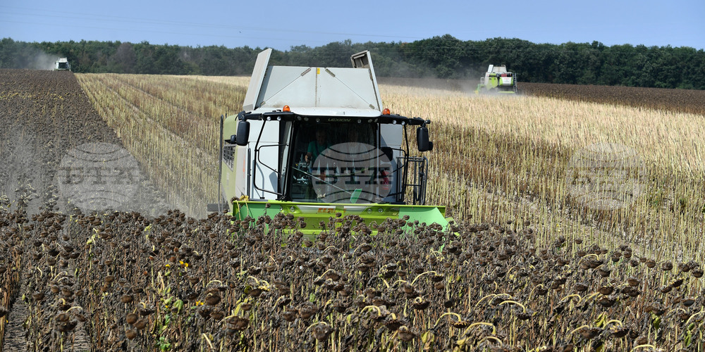 Исперих - жътва на слънчоглед