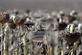 Исперих - жътва на слънчоглед