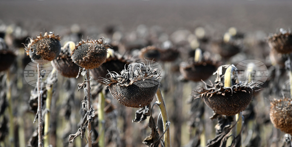 Исперих - жътва на слънчоглед