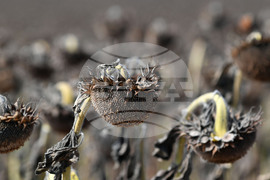 Исперих - жътва на слънчоглед