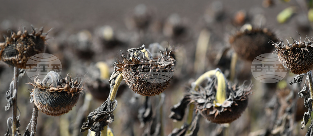 Исперих - жътва на слънчоглед