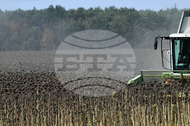 Исперих - жътва на слънчоглед