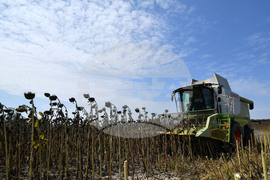 Исперих - жътва на слънчоглед