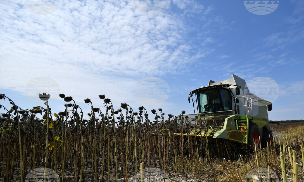 Събирането на слънчогледа в района на Одрин започна 15 дена по-рано от обичайното заради екстремните горещини 