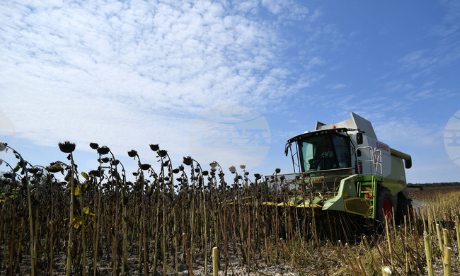 Събирането на слънчогледа в района на Одрин започна 15 дена по-рано от обичайното заради екстремните горещини 