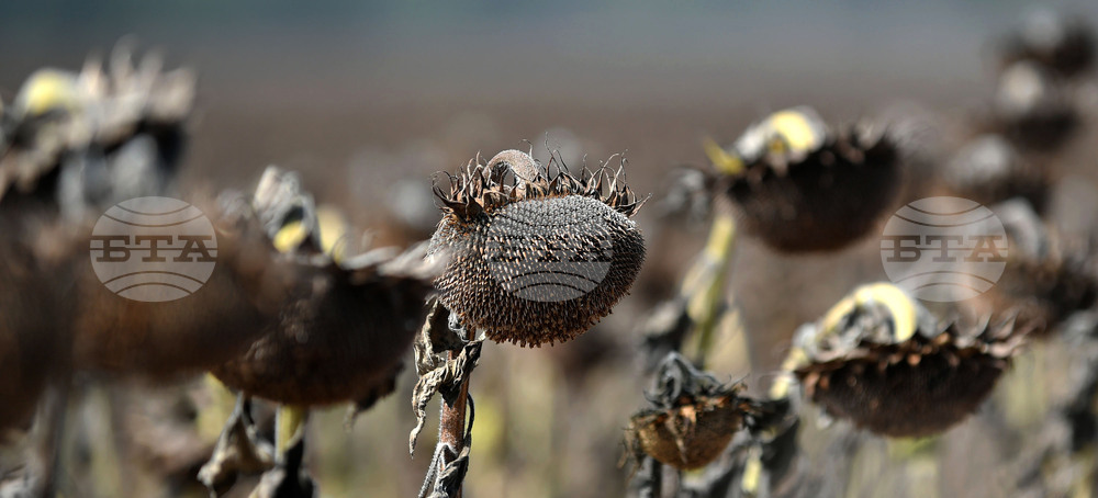 Исперих - жътва на слънчоглед