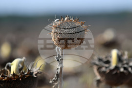 Исперих - жътва на слънчоглед