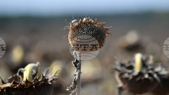 Четвърти кораб със слънчоглед от Аржентина пристигна у нас и откритото количество пестициди в него отново е над нормата