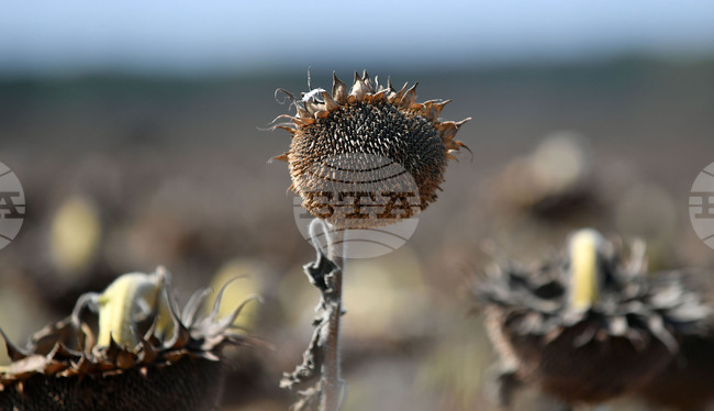 Четвърти кораб със слънчоглед от Аржентина пристигна у нас и откритото количество пестициди в него отново е над нормата