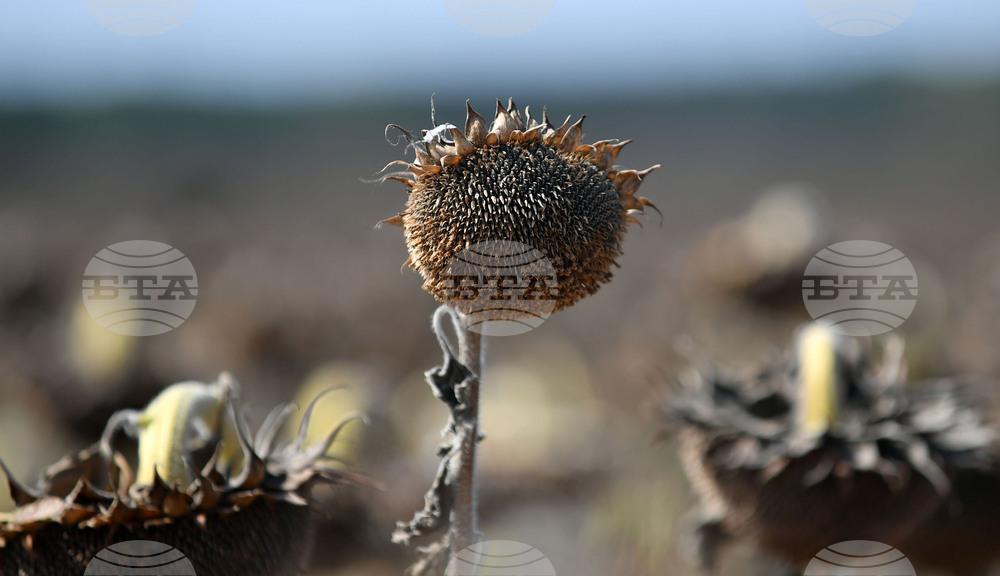 Исперих - жътва на слънчоглед