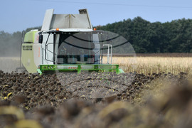 Исперих - жътва на слънчоглед