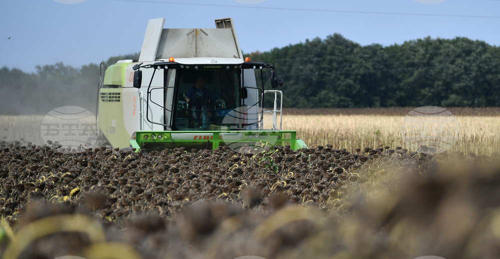 Исперих - жътва на слънчоглед