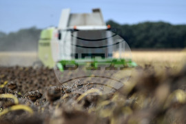 Исперих - жътва на слънчоглед