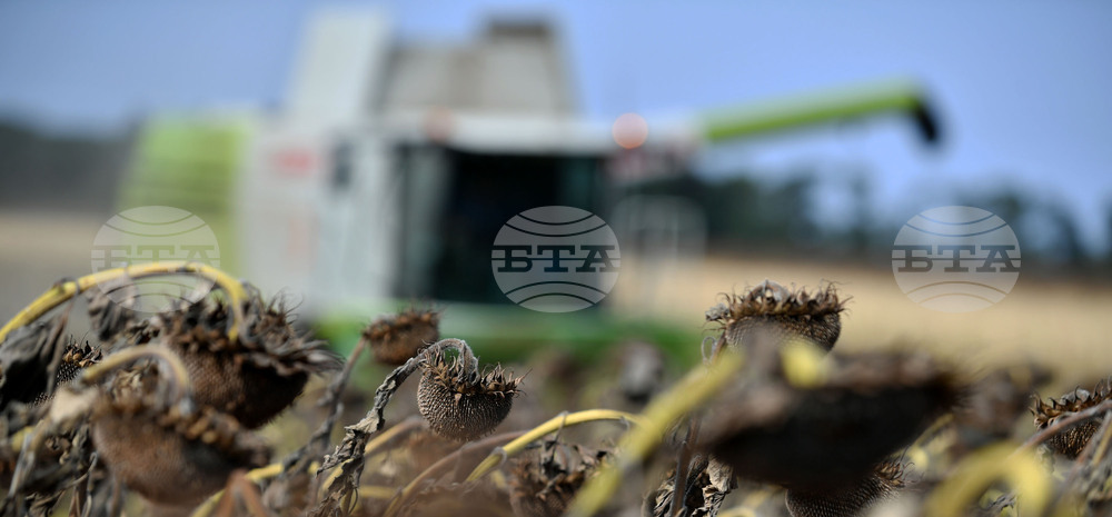 Исперих - жътва на слънчоглед