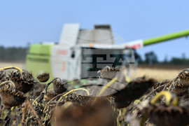 Исперих - жътва на слънчоглед