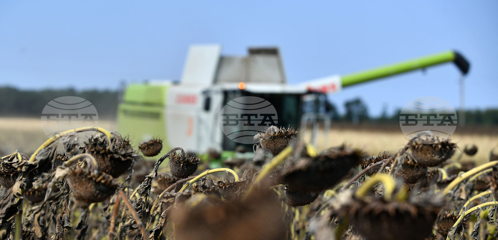 Исперих - жътва на слънчоглед