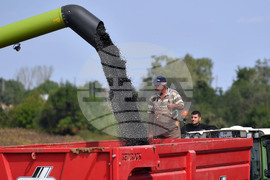 Исперих - жътва на слънчоглед