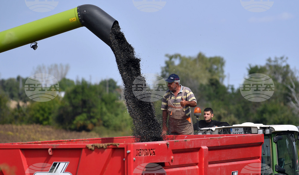 Исперих - жътва на слънчоглед