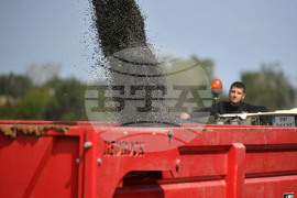 Исперих - жътва на слънчоглед