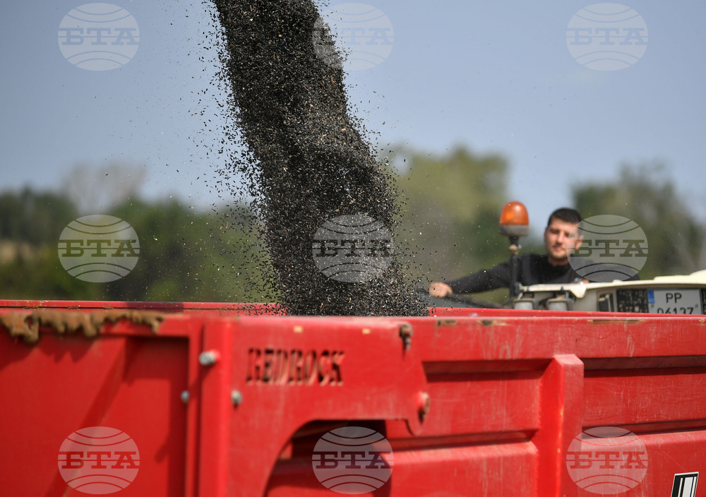 Исперих - жътва на слънчоглед
