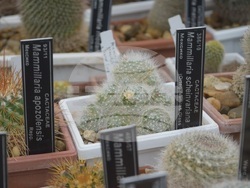 Снимка: Университетска ботаническа градина – Балчик