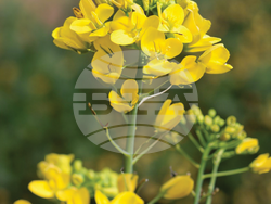 Снимка: Университетска ботаническа градина – Балчик