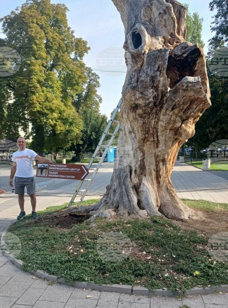 Община Плевен: Вековно дърво в Плевен ще указва историческите и културни забележителности