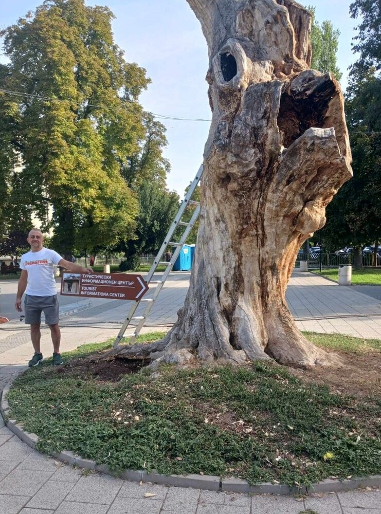 Община Плевен: Вековно дърво в Плевен ще указва историческите и културни забележителности